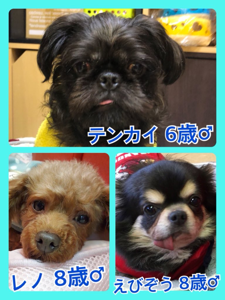 🐾今日の里親様募集中ワンコ🐶メンバーです🐾2020,1,15
